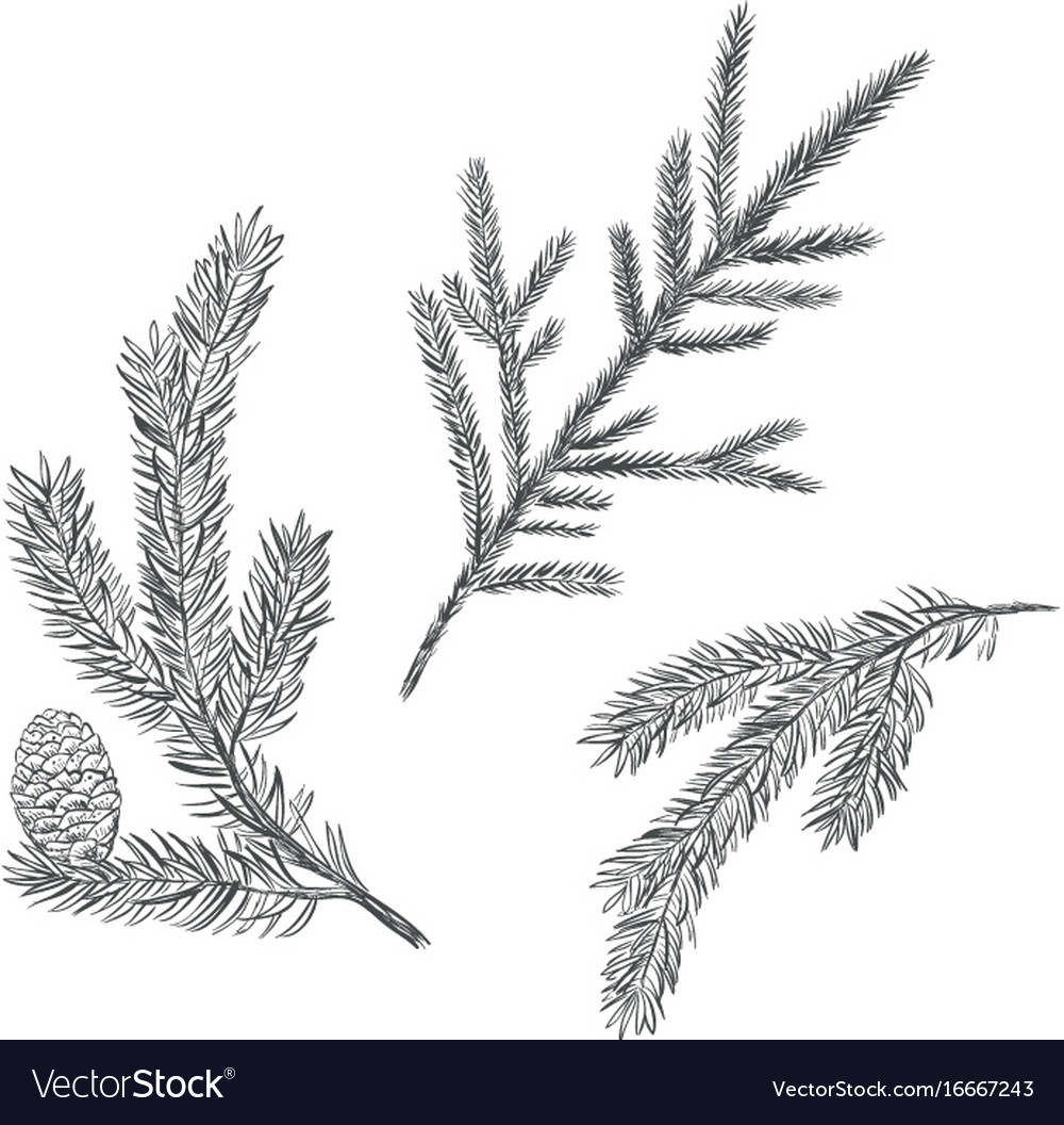 Spruce Branch Collection