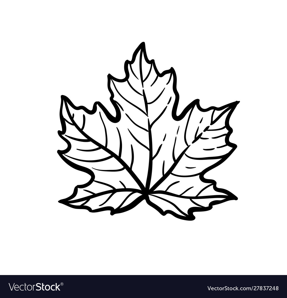 Maple Leaf. Vector Vintage Engraved Illustration. Isolated On