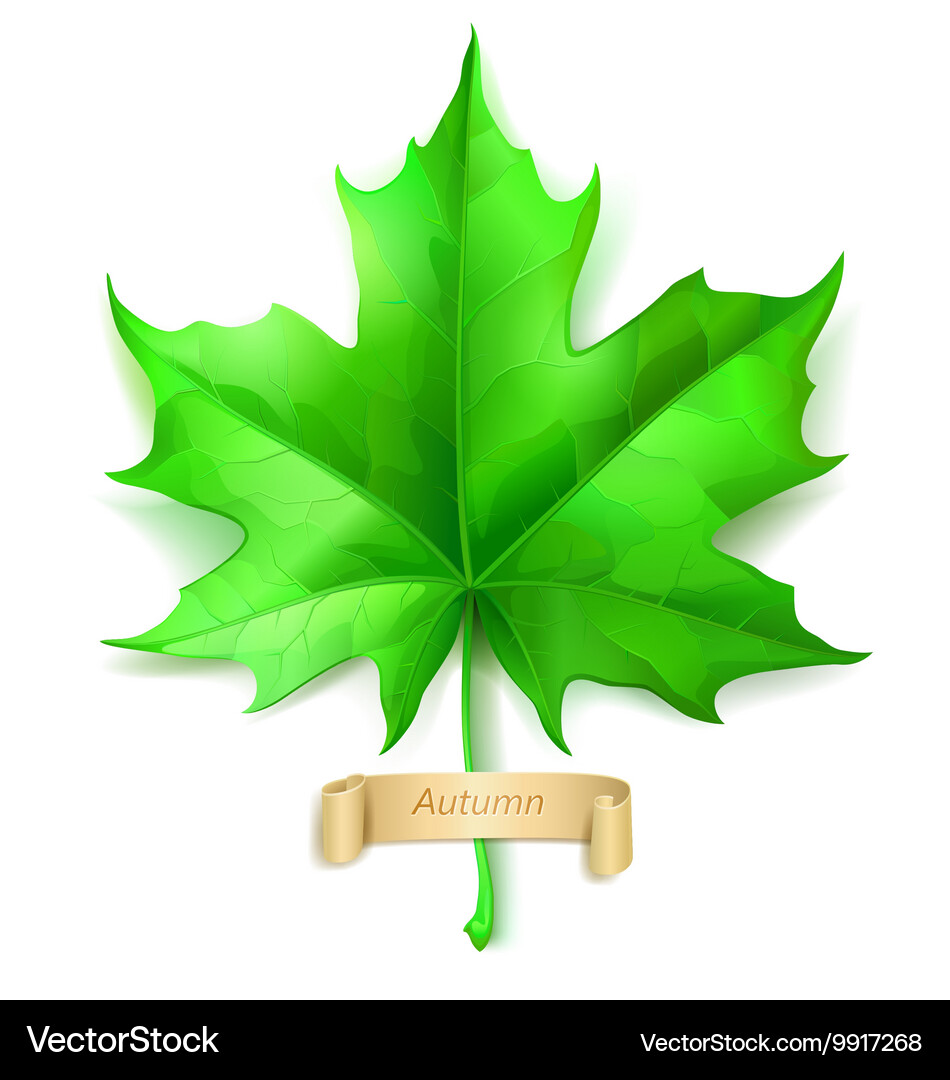 Green maple leaf Royalty Free Vector Image - VectorStock
