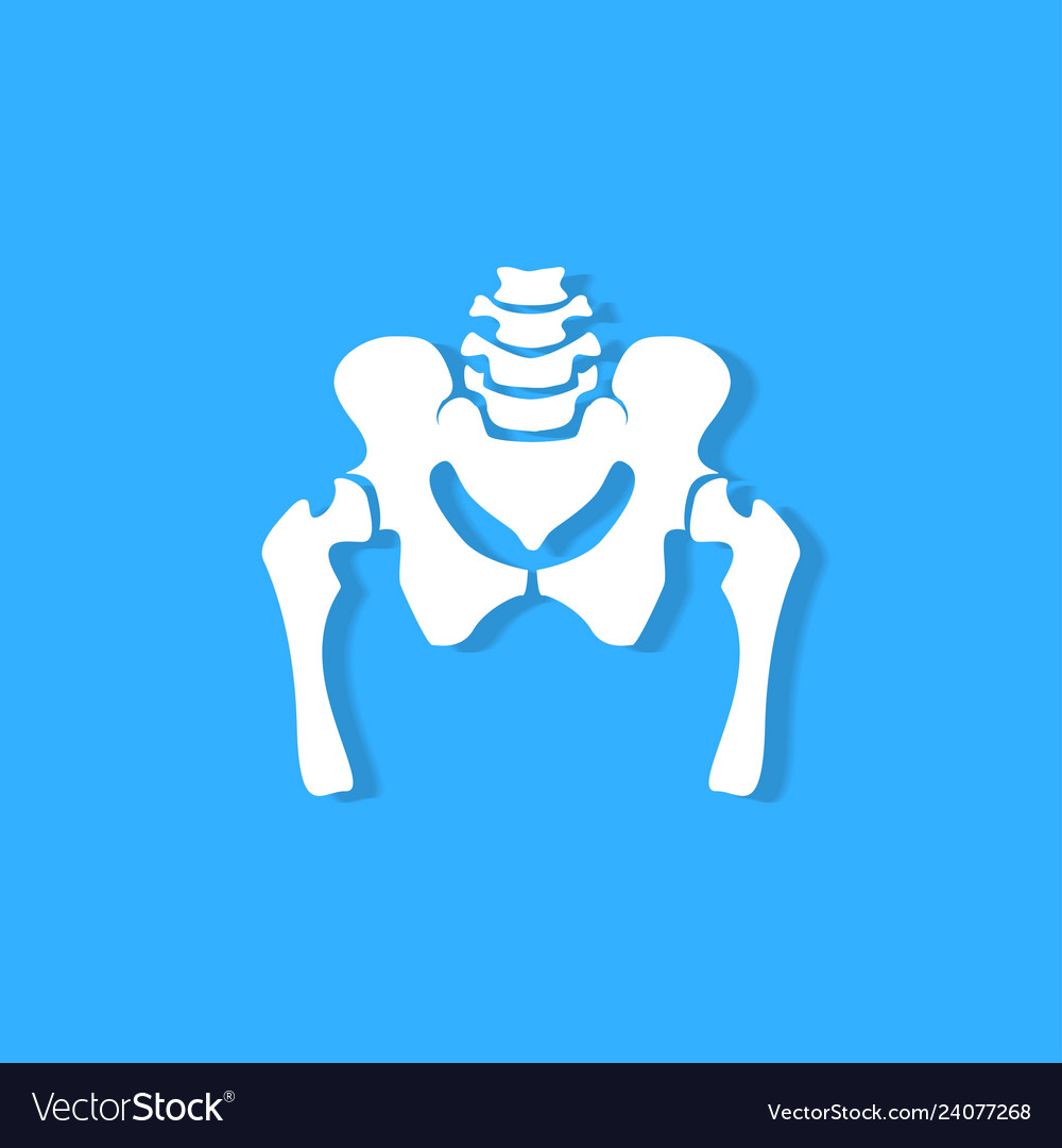 Pelvic bone on blue background Royalty Free Vector Image