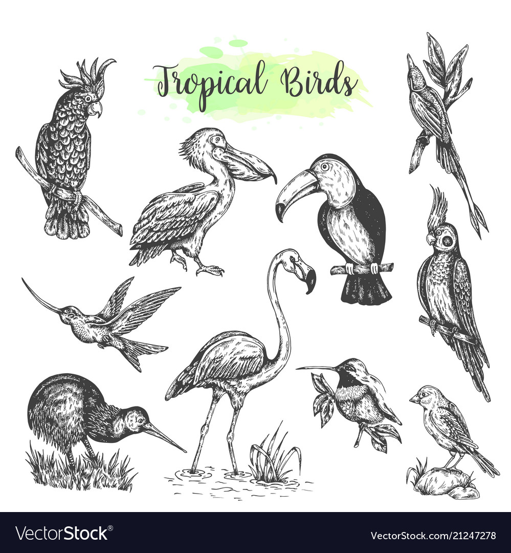 Exotic tropical birds hand drawn parrot Royalty Free Vector