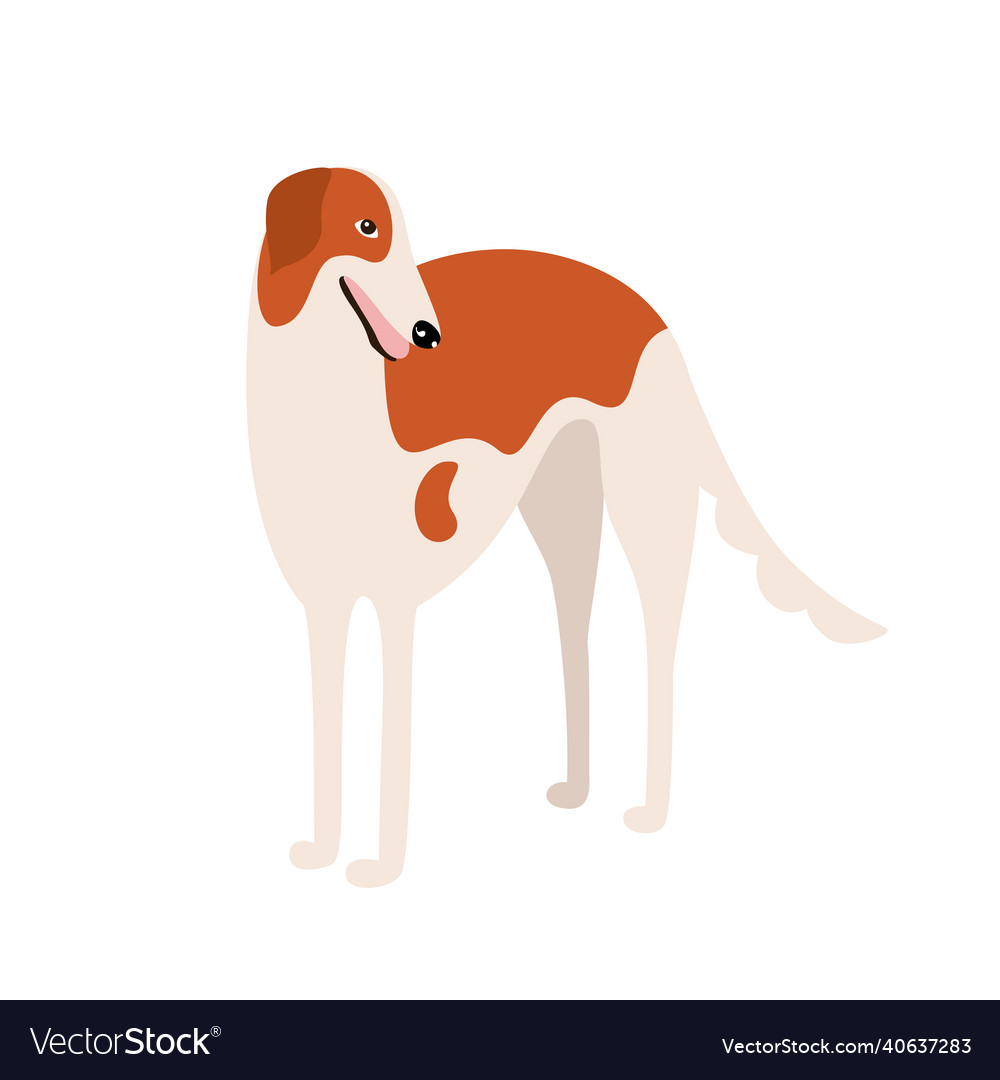 Russian greyhound dog breed Royalty Free Vector Image