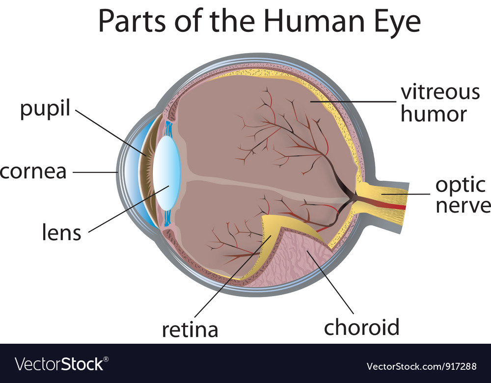 Human eye Royalty Free Vector Image - VectorStock