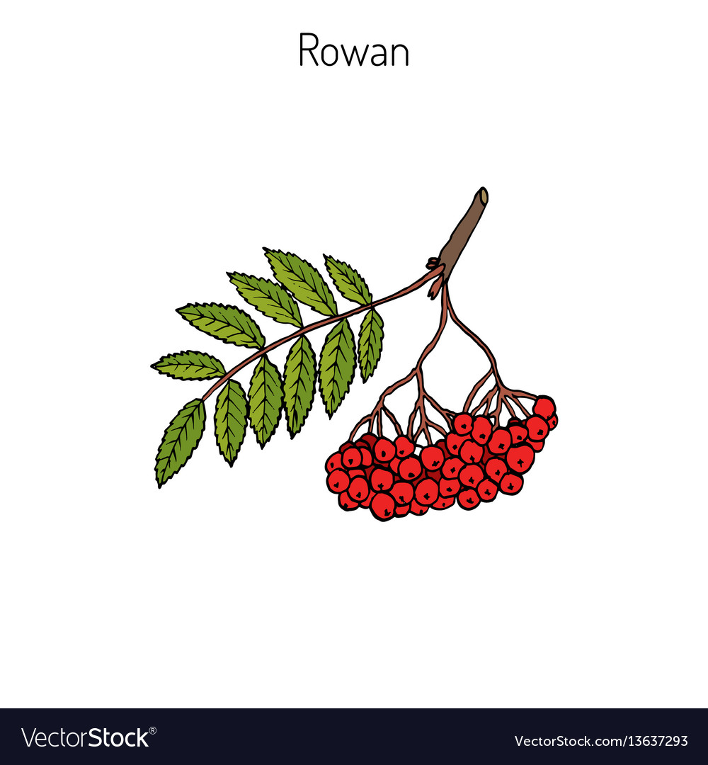 Rowan Tree Branch with Berries