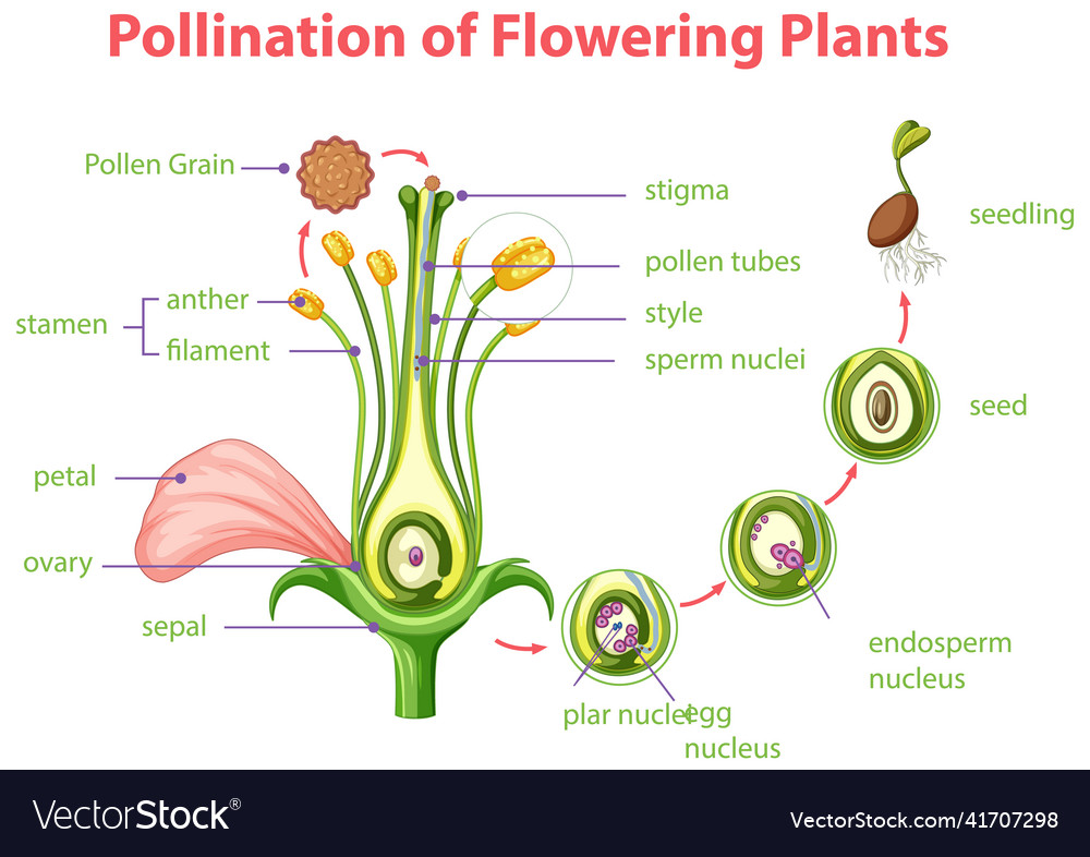 Diagram Of Pollination Flowering Plants Royalty Free Vector