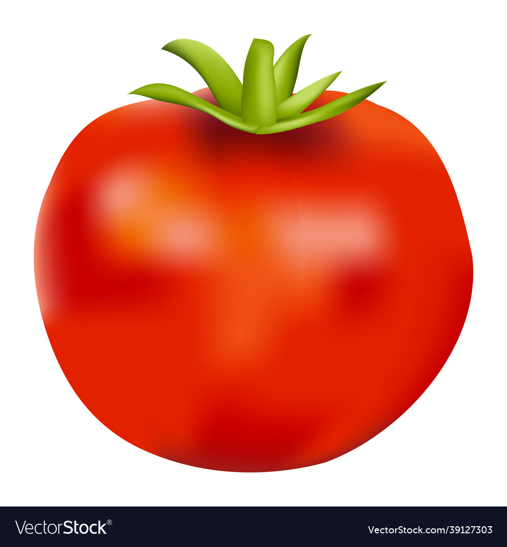 One realistic tomato red isolated shiny vegetable