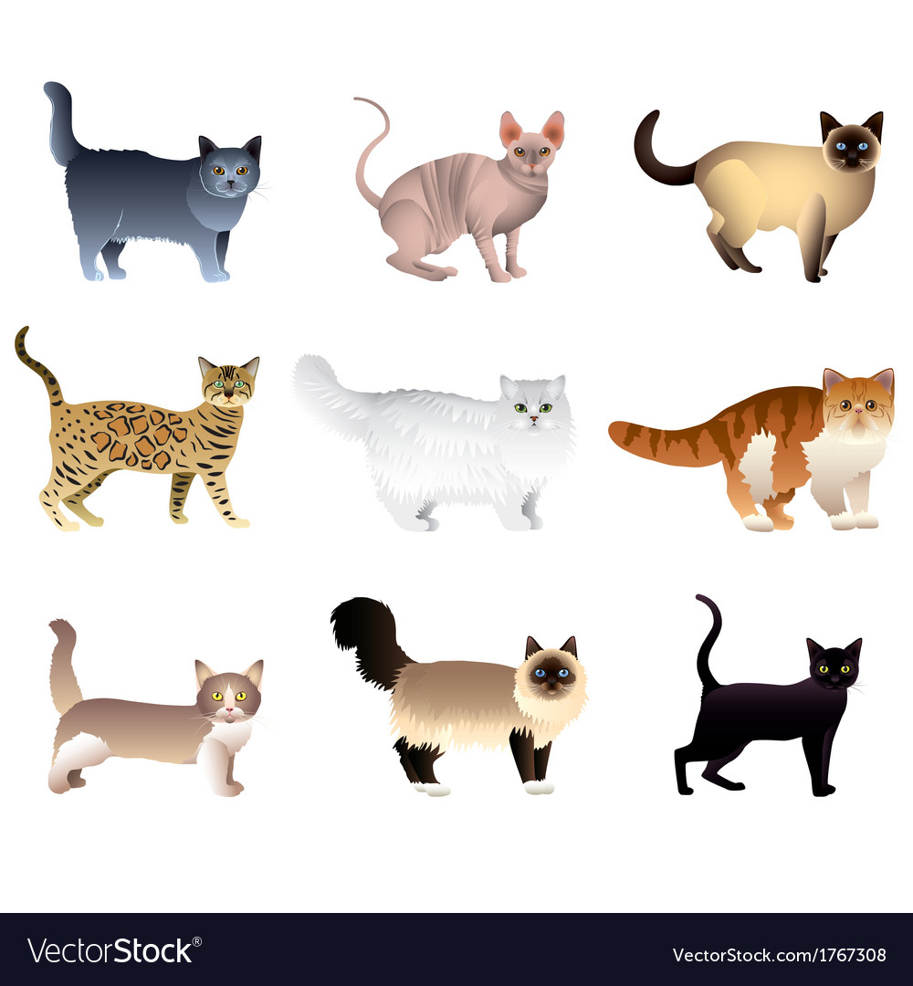 Cats Set Royalty Free Vector Image Vectorstock Cats Set Royalty Free Vector Image Vectorstock
