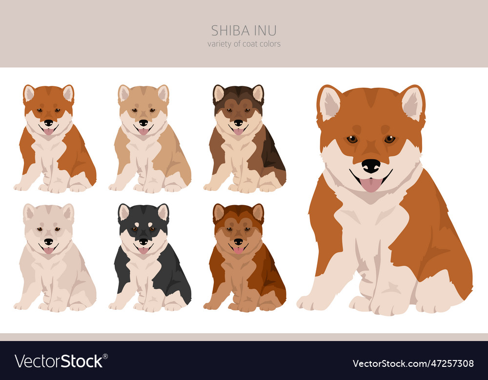 Shiba inu puppy store coat