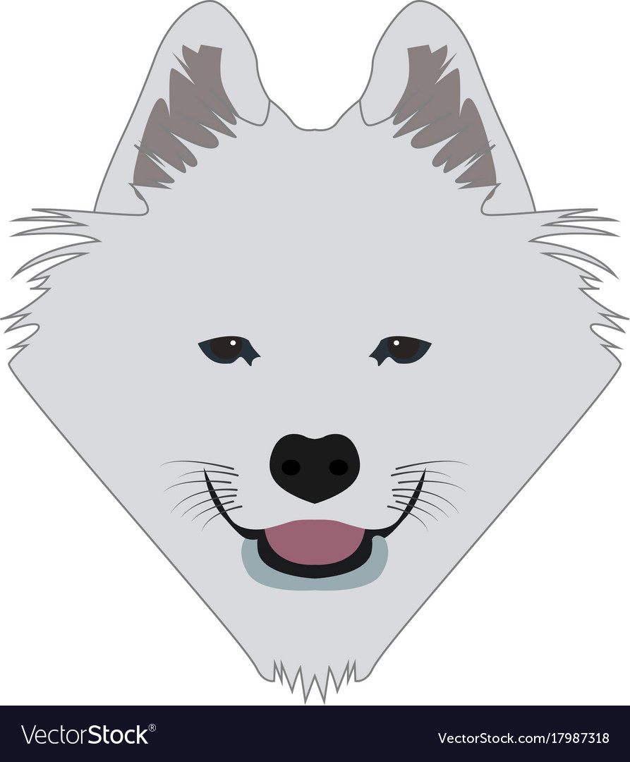 Isolated samoyed avatar