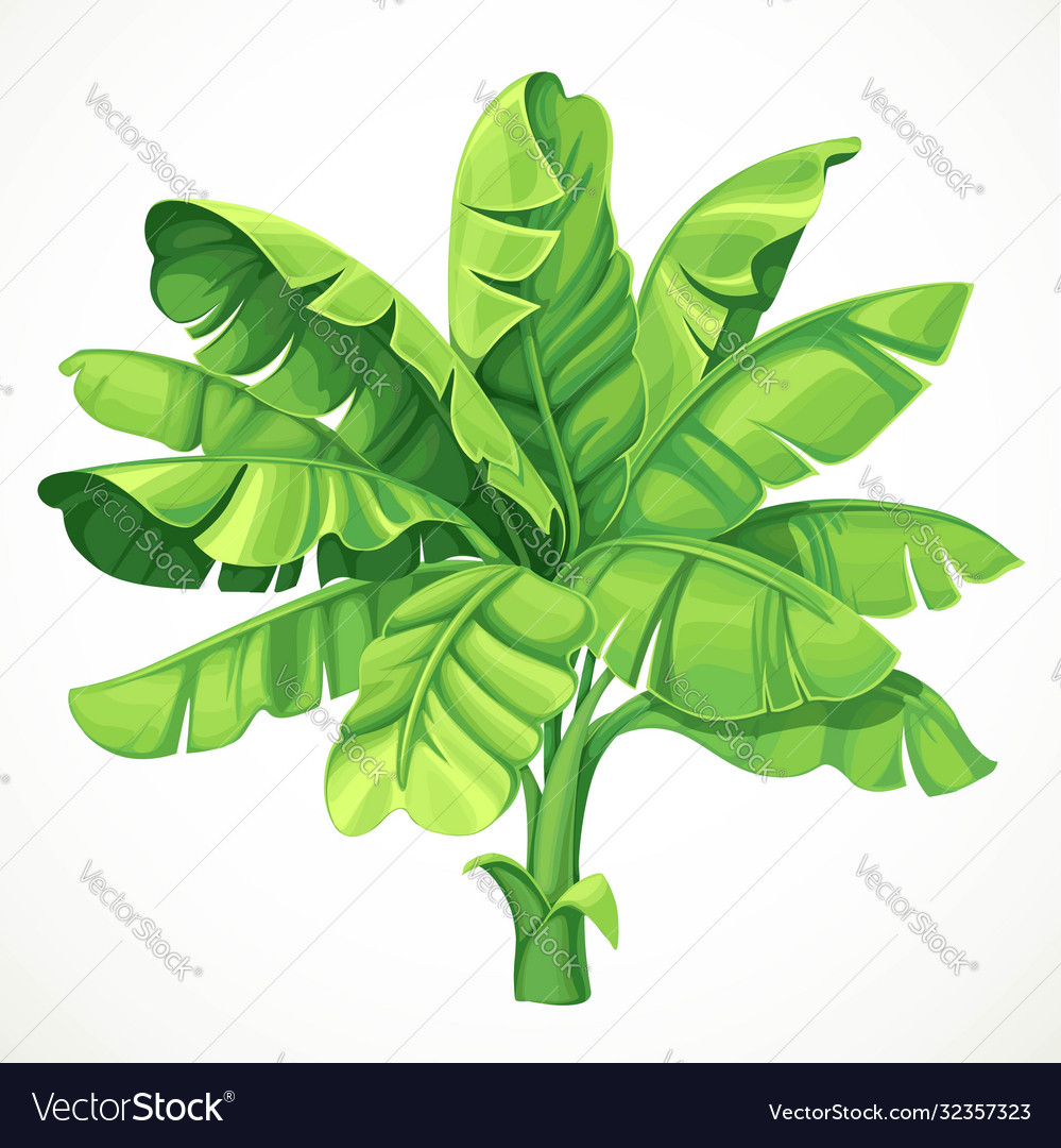 Banana palm with large leaves isolated on white Vector Image