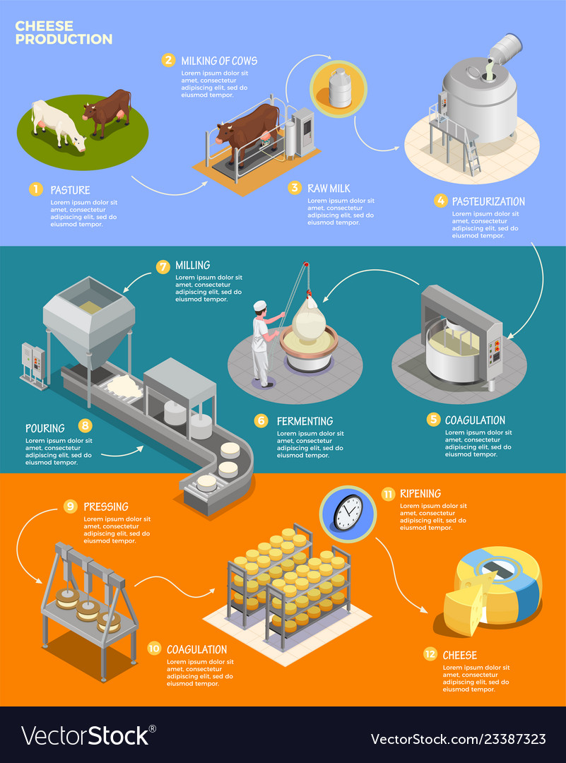 Cheese production isometric infographics Vector Image