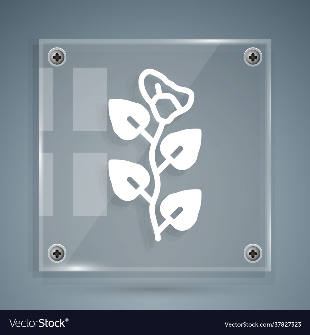 White ivy branch icon isolated on grey background Vector Image