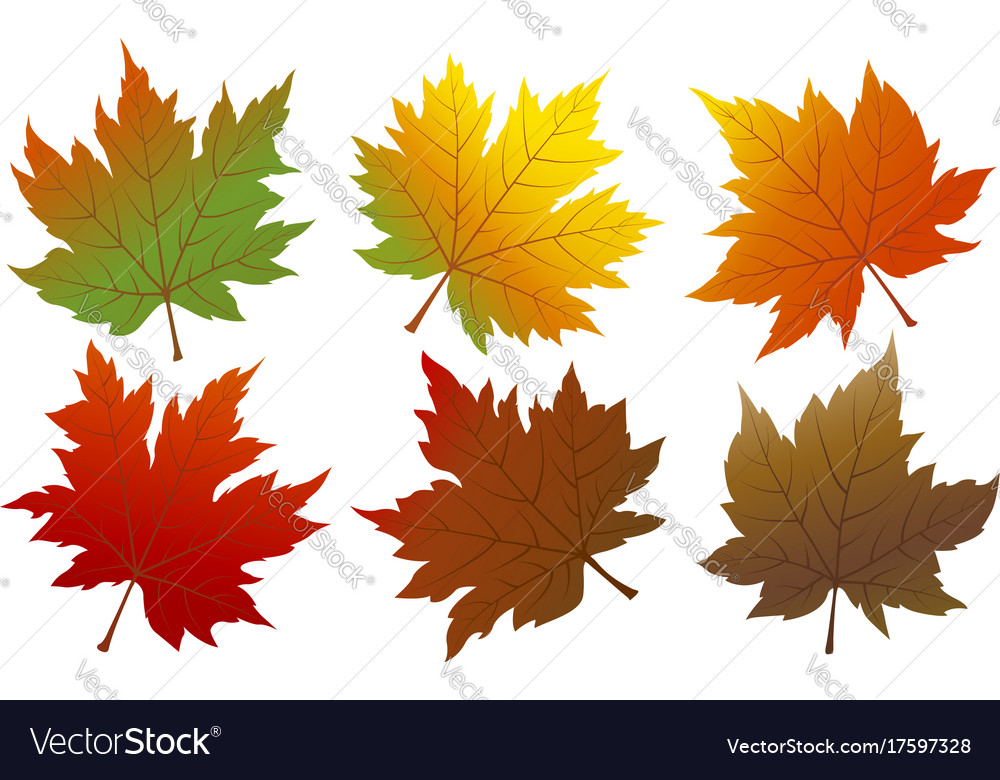 Autumn maple leaves isolated on white background Vector Image