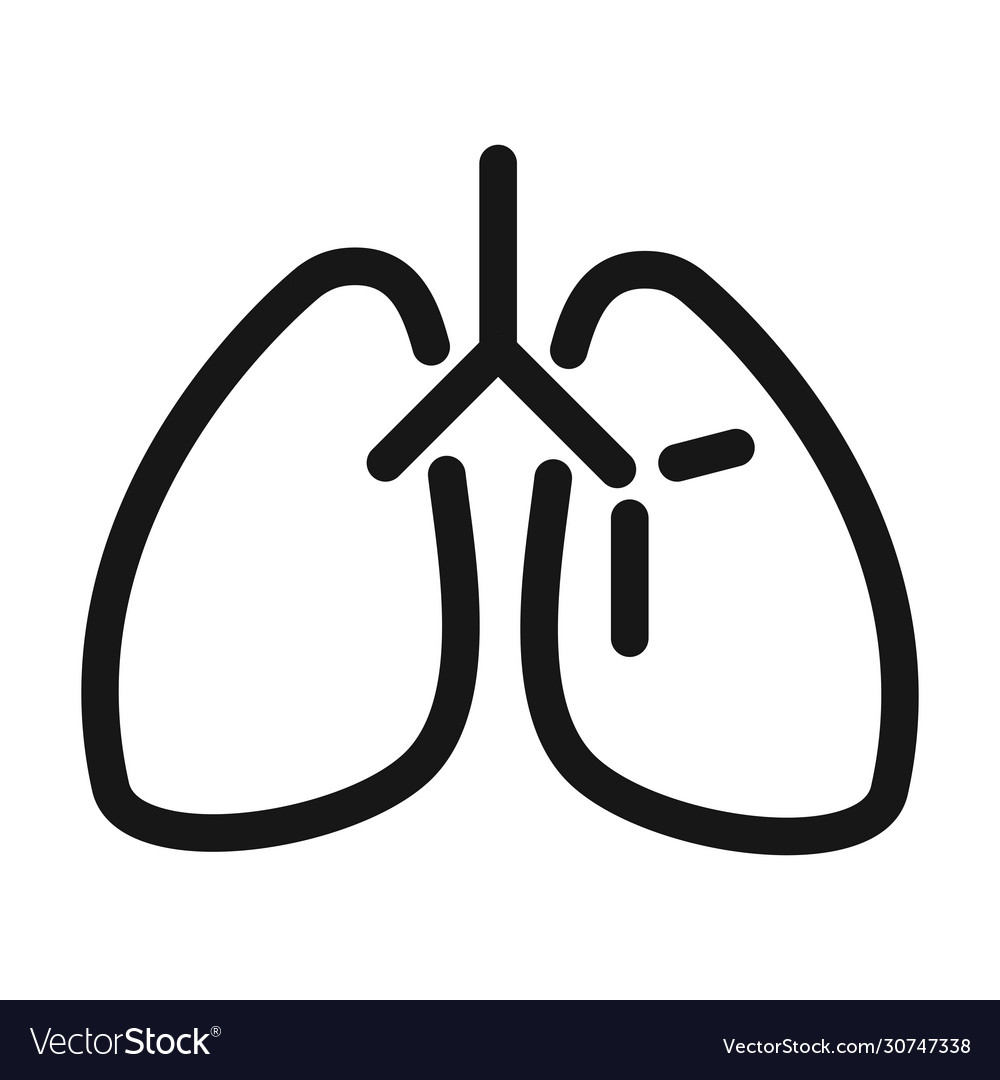 Lungs organ breathing system medical and health Vector Image