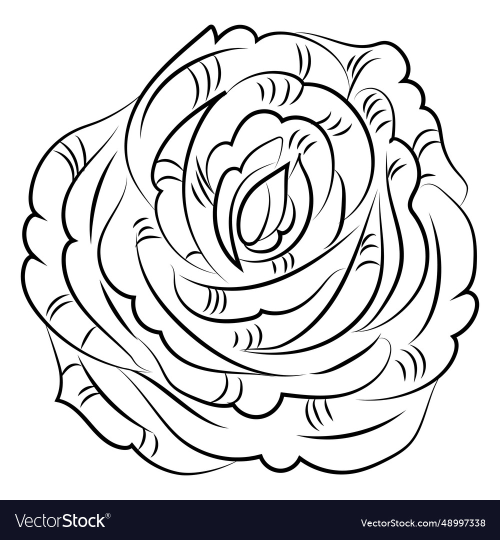 Rose Flower Hand Drawn Royalty Free Vector Image