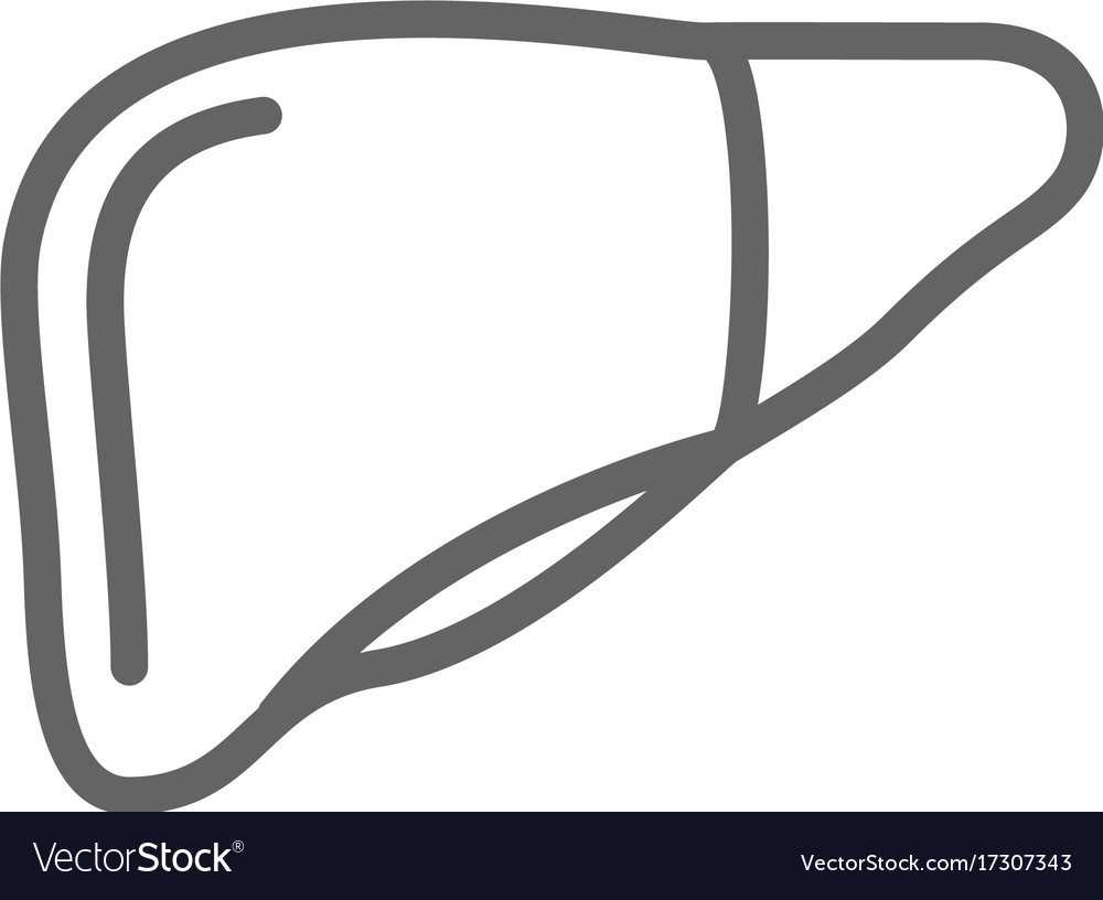 Simple liver line icon symbol and sign Royalty Free Vector