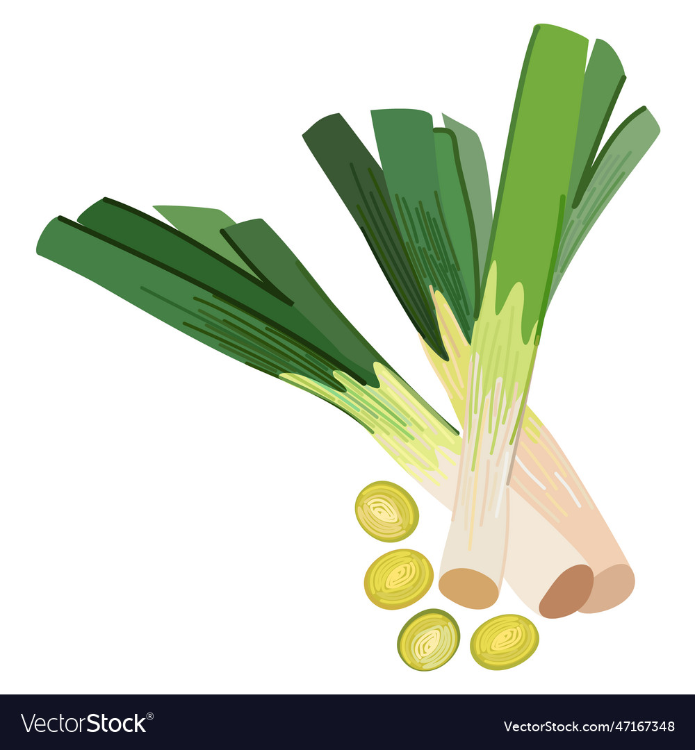 Leek isolated Royalty Free Vector Image - VectorStock