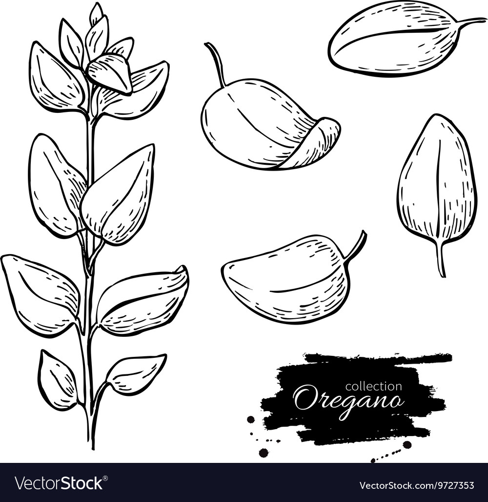 Oregano set drawing isolated plant