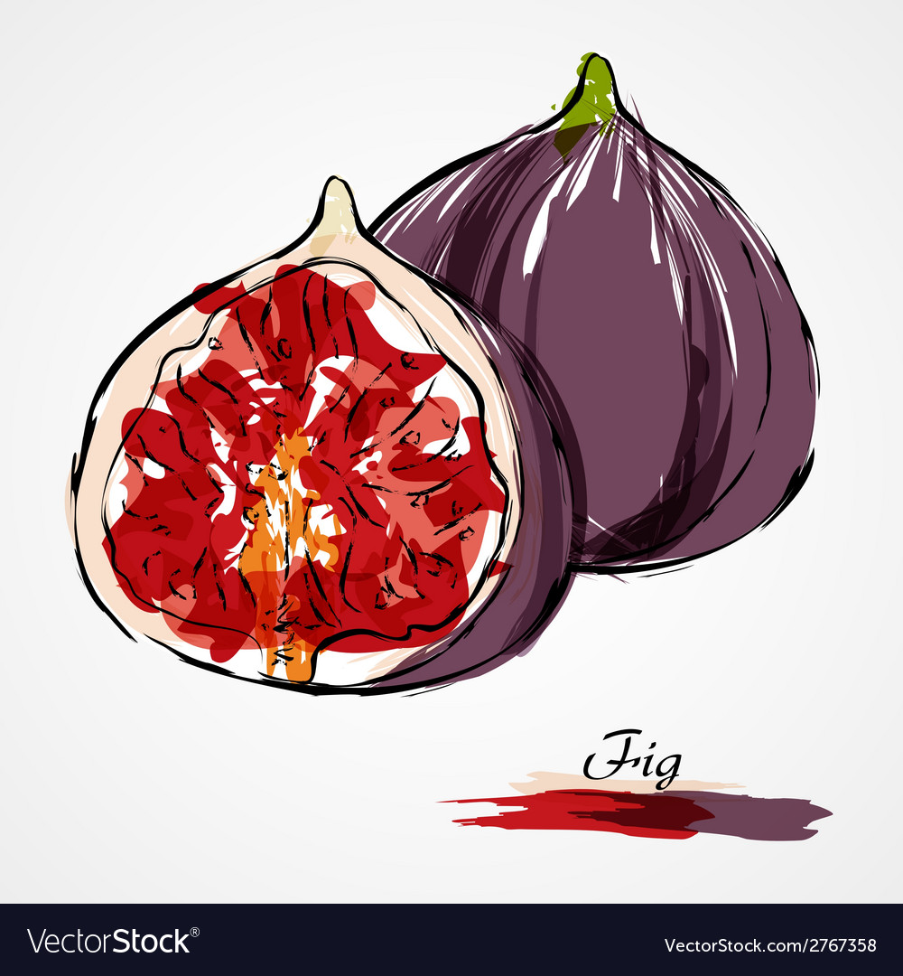 Fig fruit