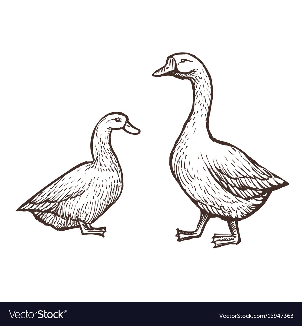 Goose and duck farm animals sketch isolated birds Vector Image