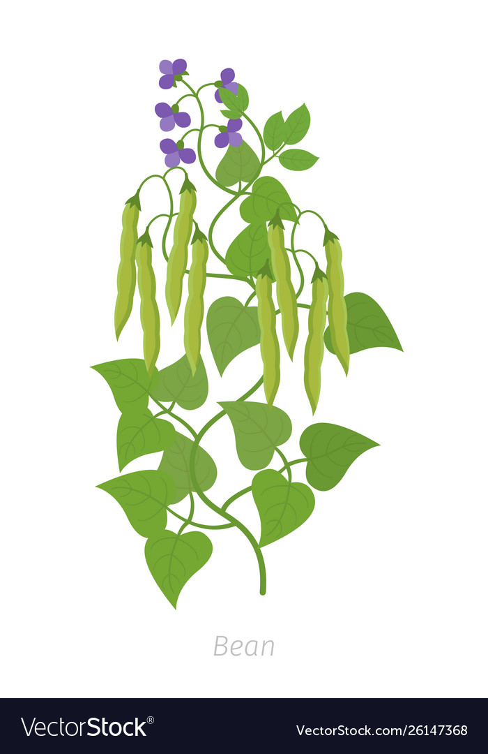 Bean plant family fabaceae Royalty Free Vector Image