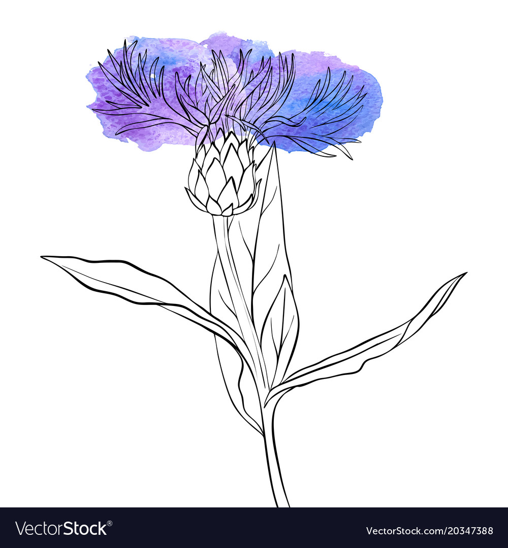 Drawing corn flower Royalty Free Vector Image - VectorStock