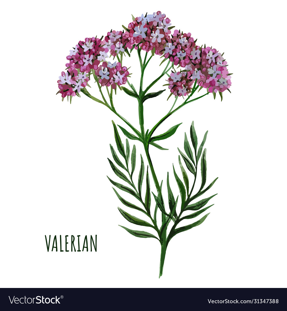 Valerian plant with small flowers medical plant Vector Image