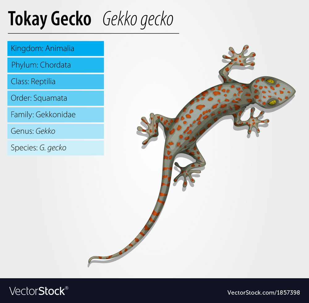 tokay gecko gekko gecko