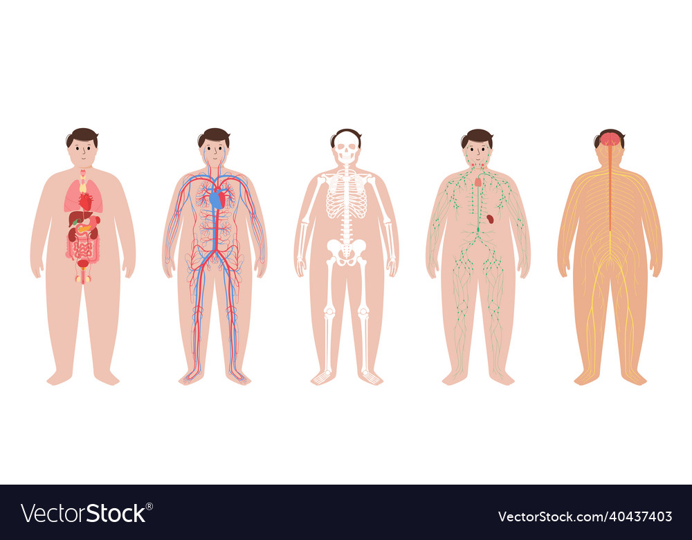 Human body systems