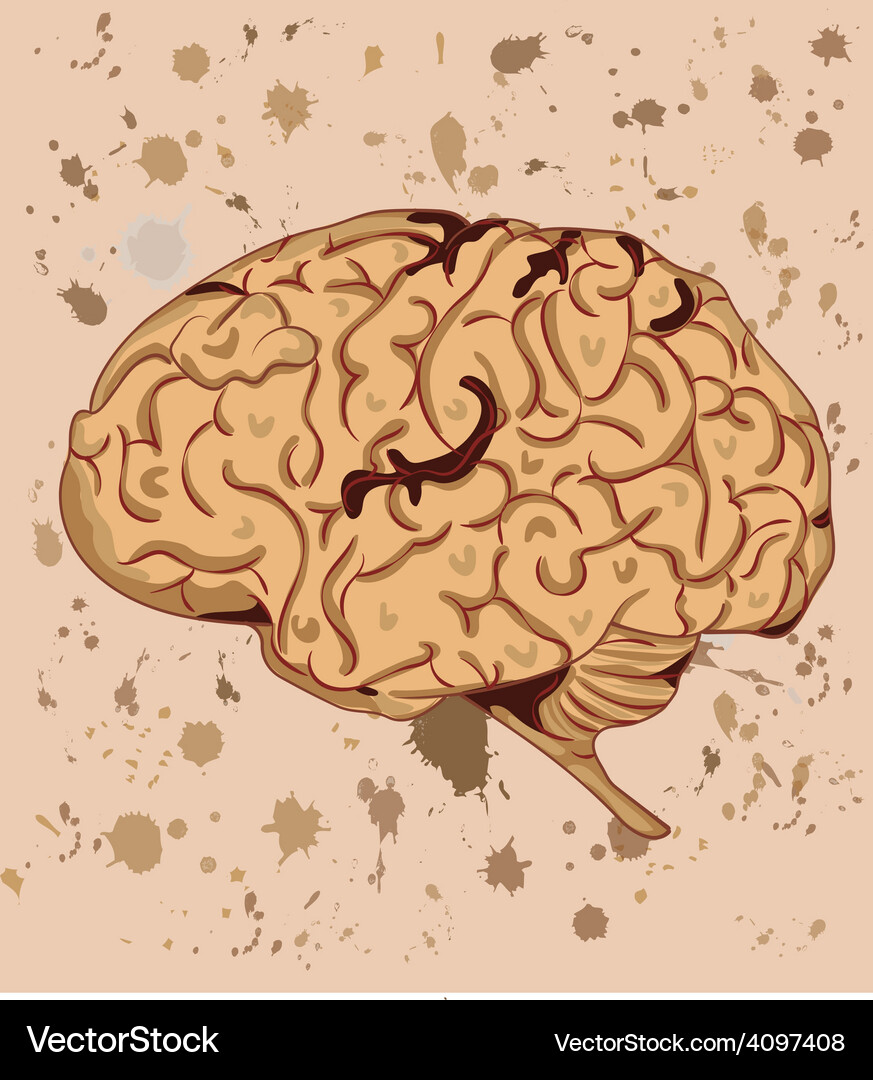 Human brain Royalty Free Vector Image - VectorStock