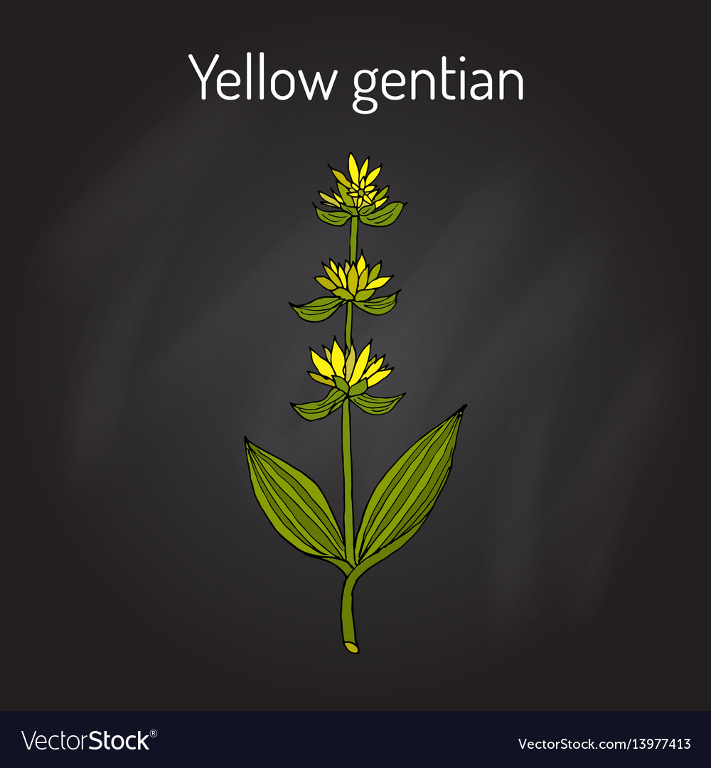 Yellow gentian gentiana lutea medicinal plant