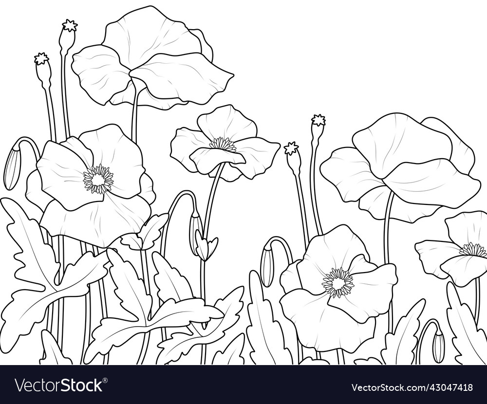 Field flower poppies war symbol children Vector Image