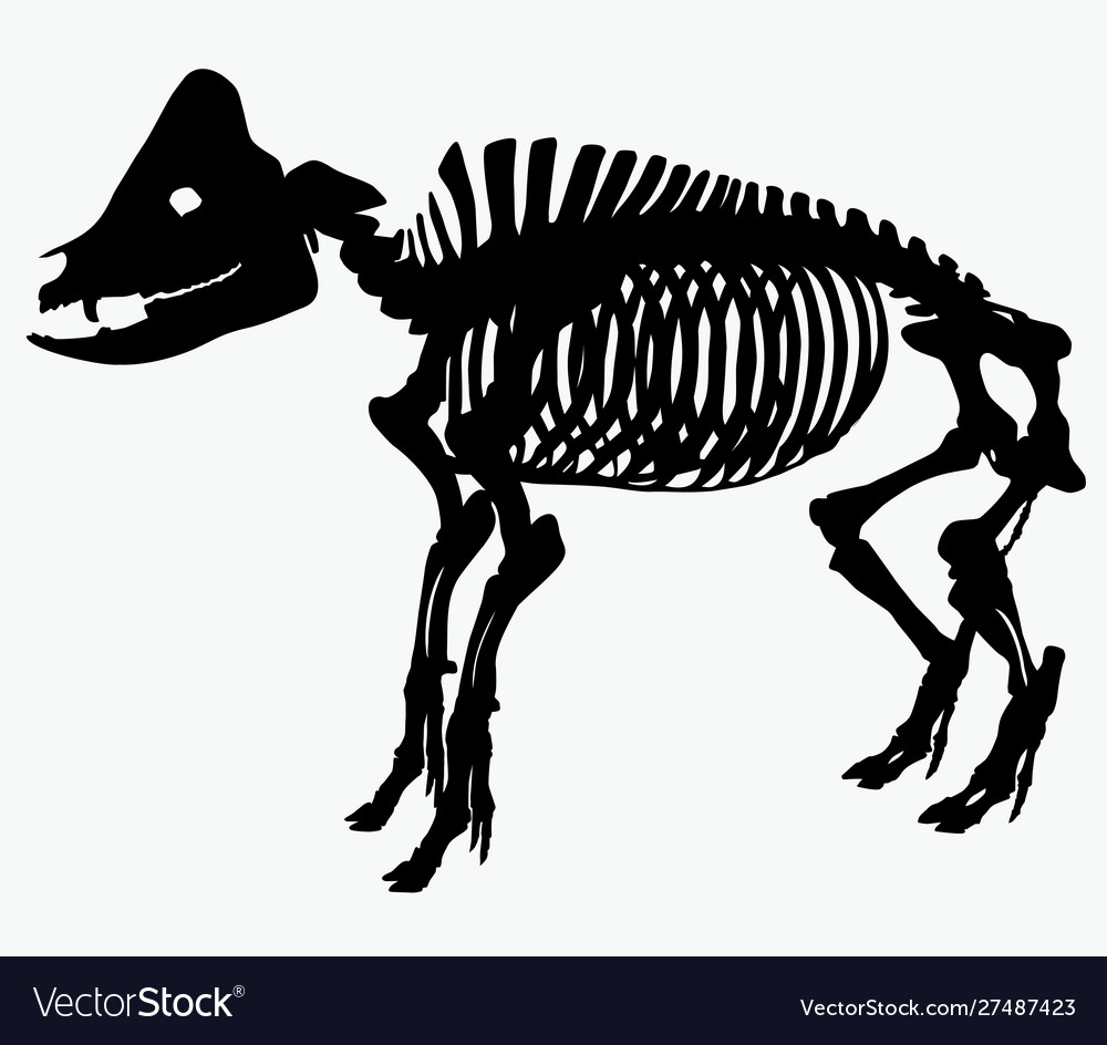 Skeleton ein Schwein