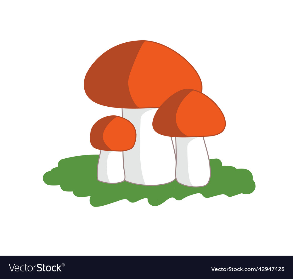 Family edible mushroom boletus porcini mushrooms Vector Image