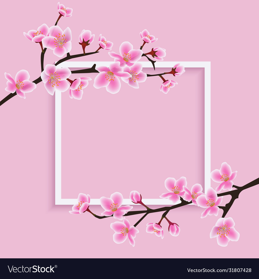 White frame with a sakura or cherry blooming Vector Image