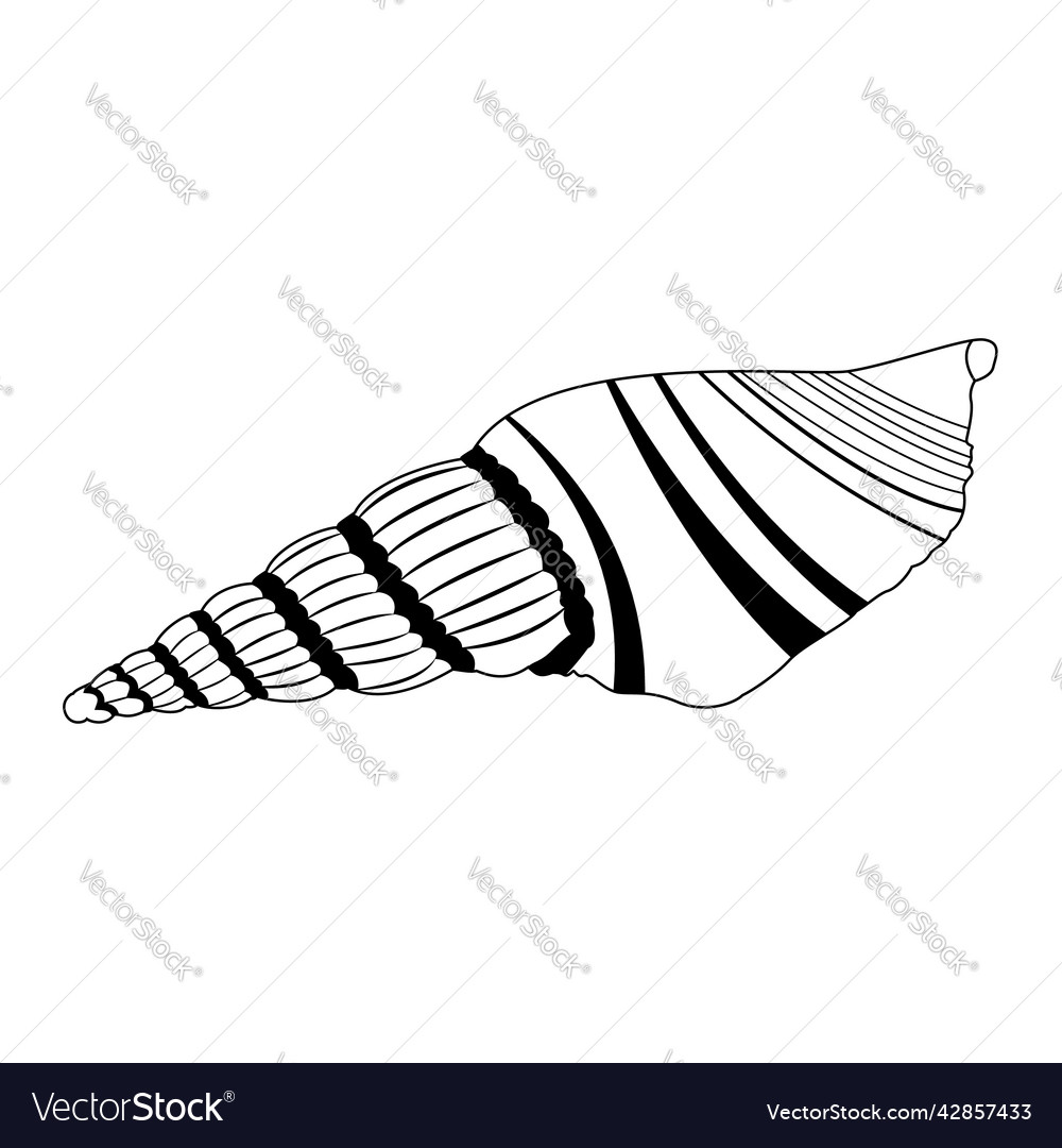 Image of a shell in doodle style isolated