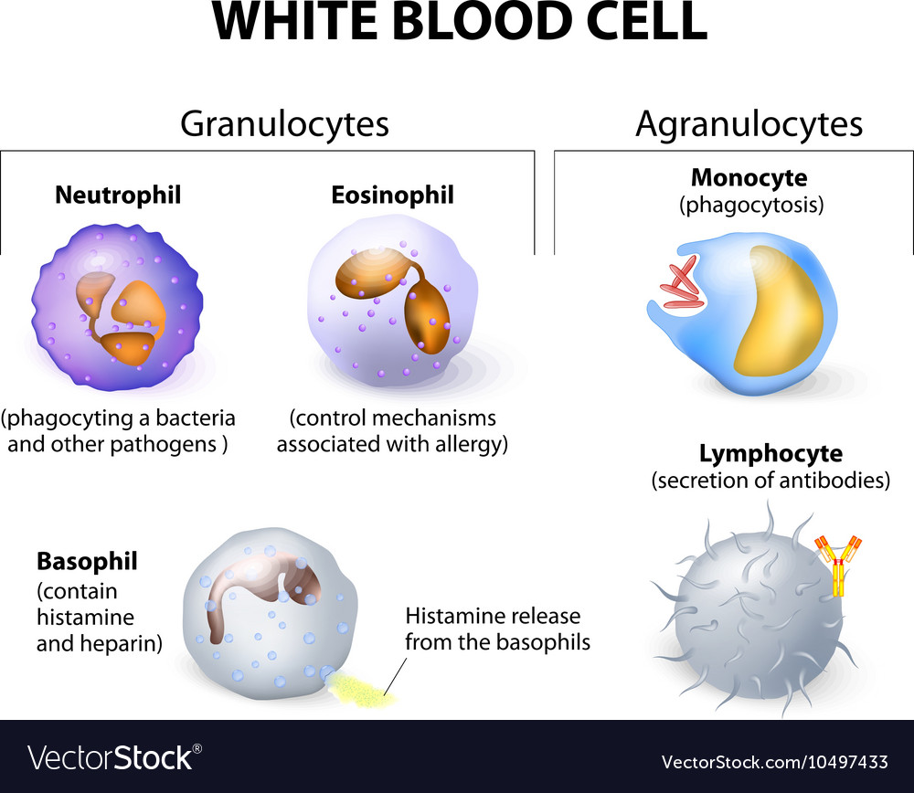 Leukocytes Royalty Free Vector Image - VectorStock