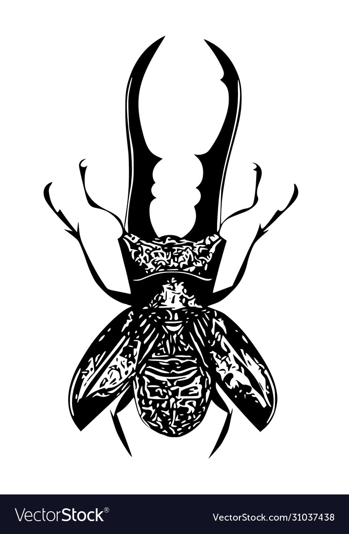 Black beetle Royalty Free Vector Image - VectorStock