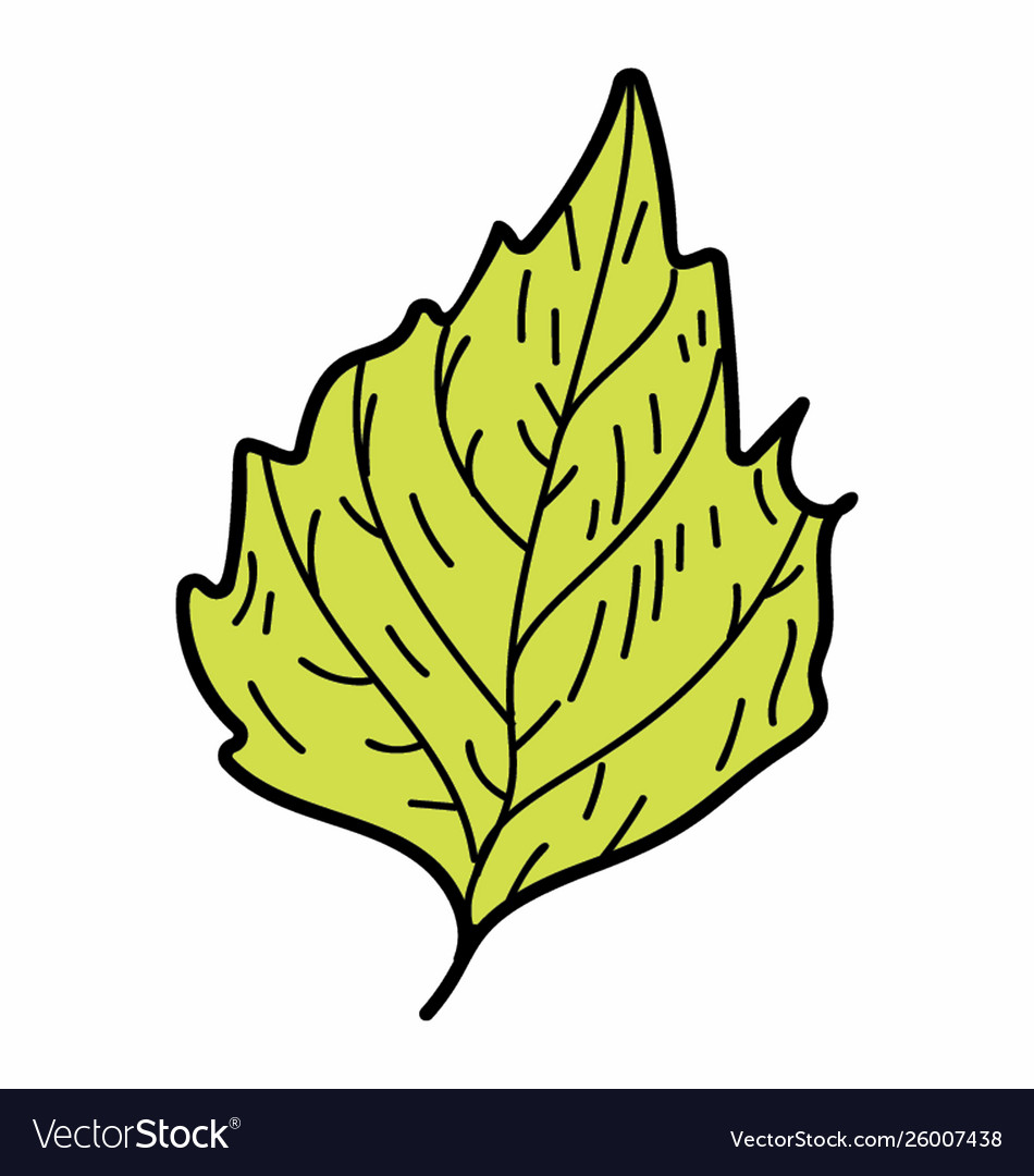 Natural crenate leaf Royalty Free Vector Image