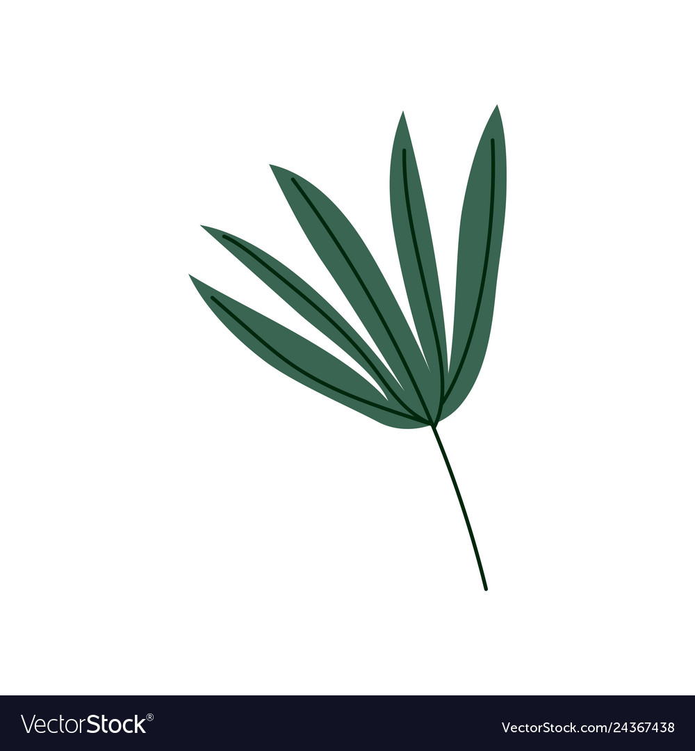 Tropical palm split leaf botanical design element