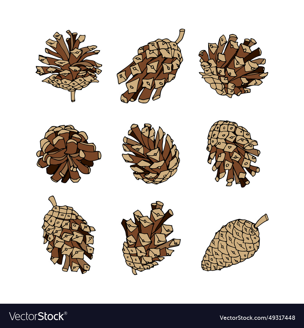 A set of pine cones for design and patterns