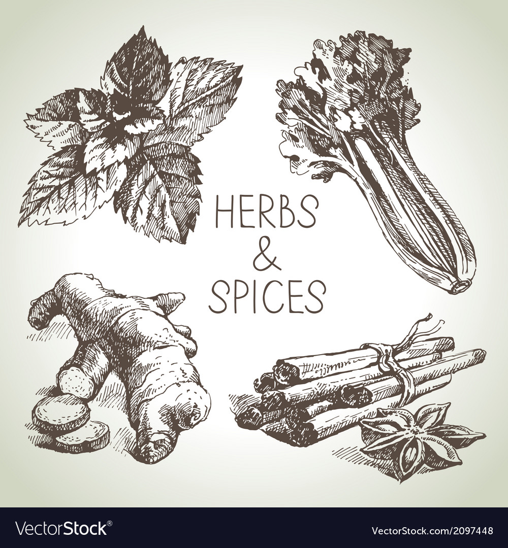 Kitchen herbs and spices Royalty Free Vector Image