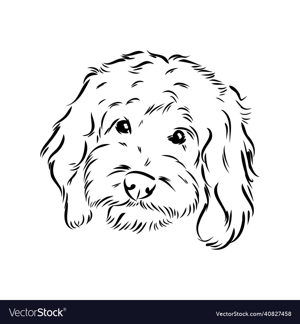 Adorable Labradoodle Mix Portrait