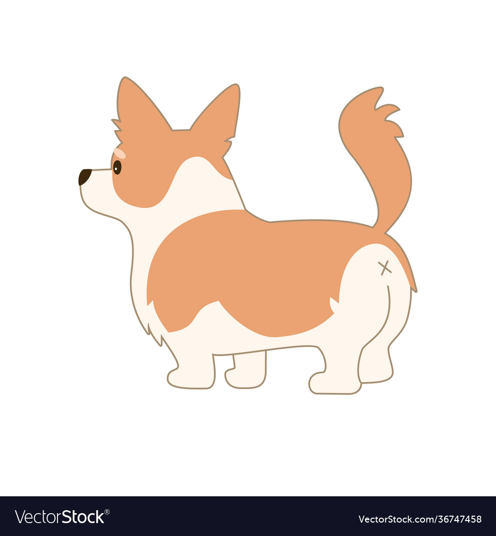 Cartoon welsh corgi on white background