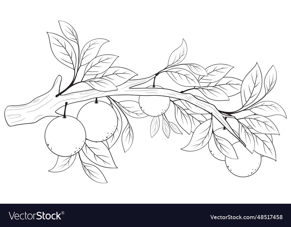 Outline of an orange tree branch