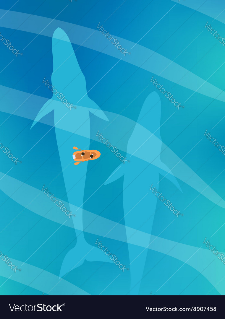 Small boat swimming above two huge blue whales