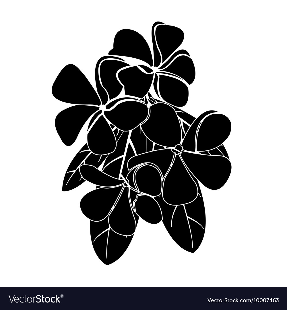 Frangipani silhouettes for design