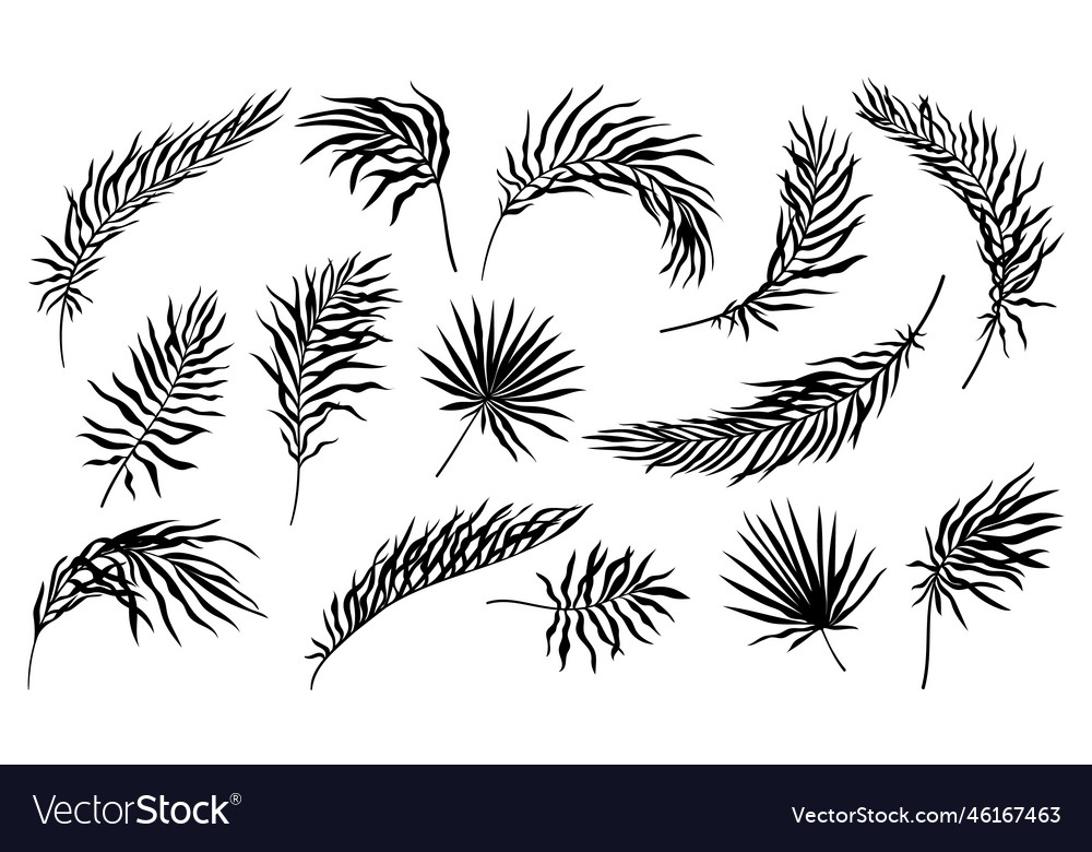Set of silhouettes palm leaves Vector Image Set of silhouettes palm leaves