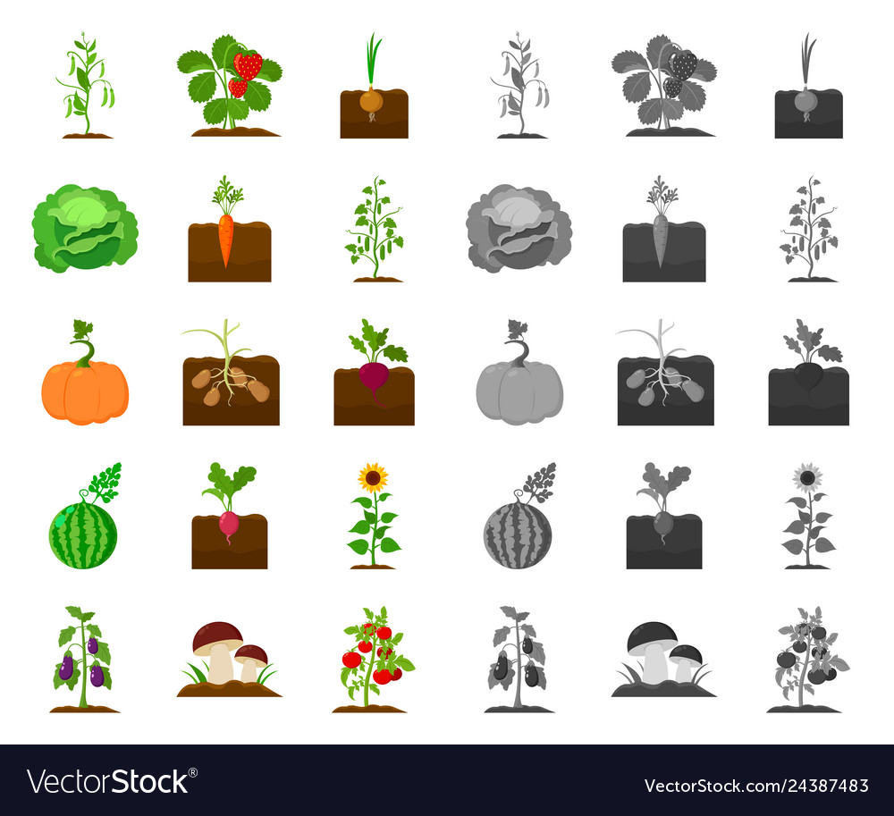 Plant vegetable cartoonmono icons in set