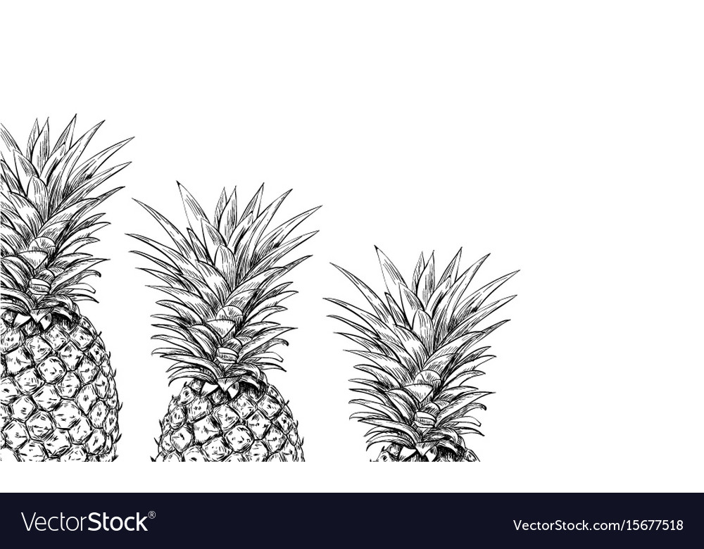 Pineapples on a white background for printing